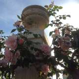 Dietro la colonna d'ingresso si possono ammirare rose bianche